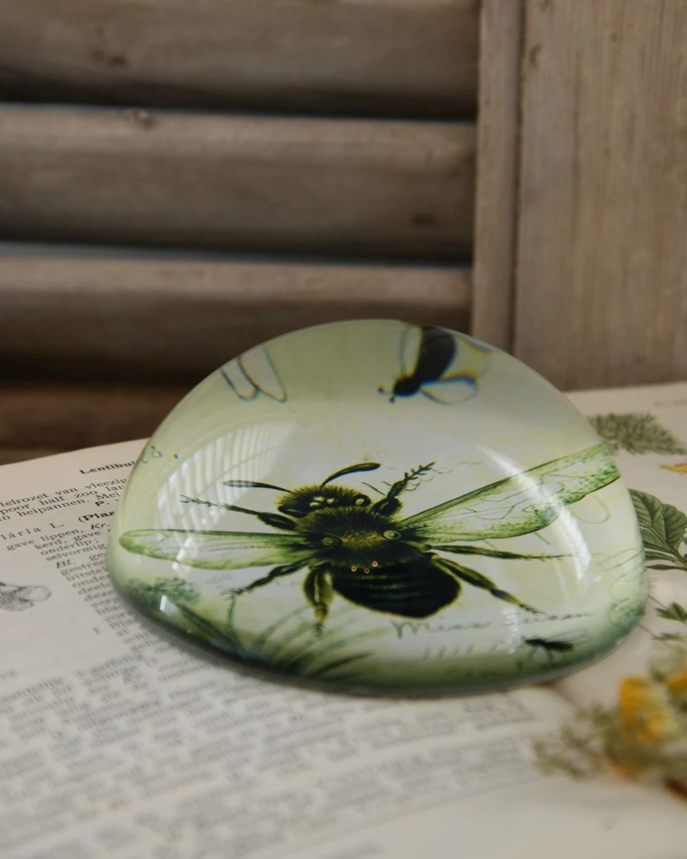 Botanische Insect Presse Papier Bij, Groot - Afbeelding 5
