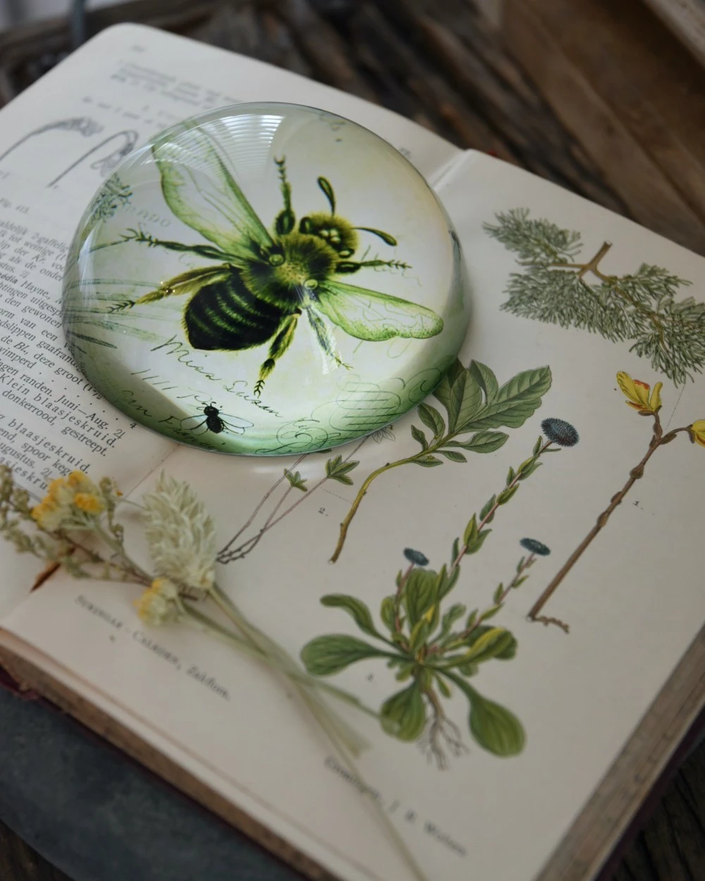Botanische Insect Presse Papier Bij, Groot - Afbeelding 8
