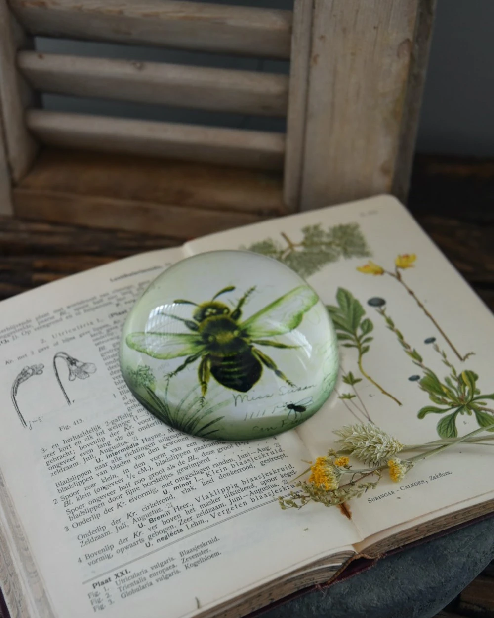 Botanische Insect Presse Papier Bij, Groot