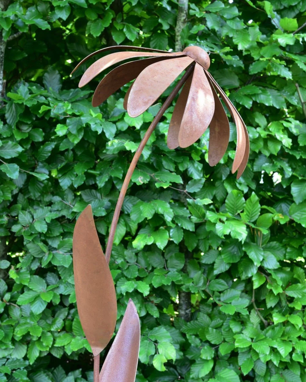 Echinacea Tuinsteker