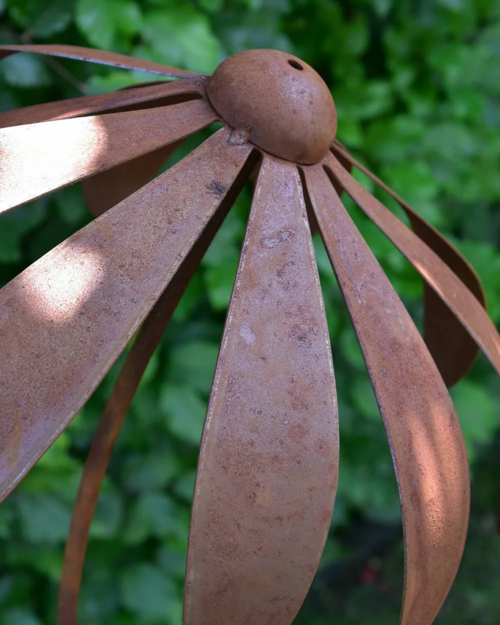 Echinacea Tuinsteker - Afbeelding 2