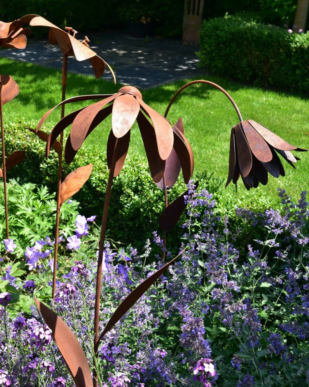 Echinacea Tuinsteker - Afbeelding 3