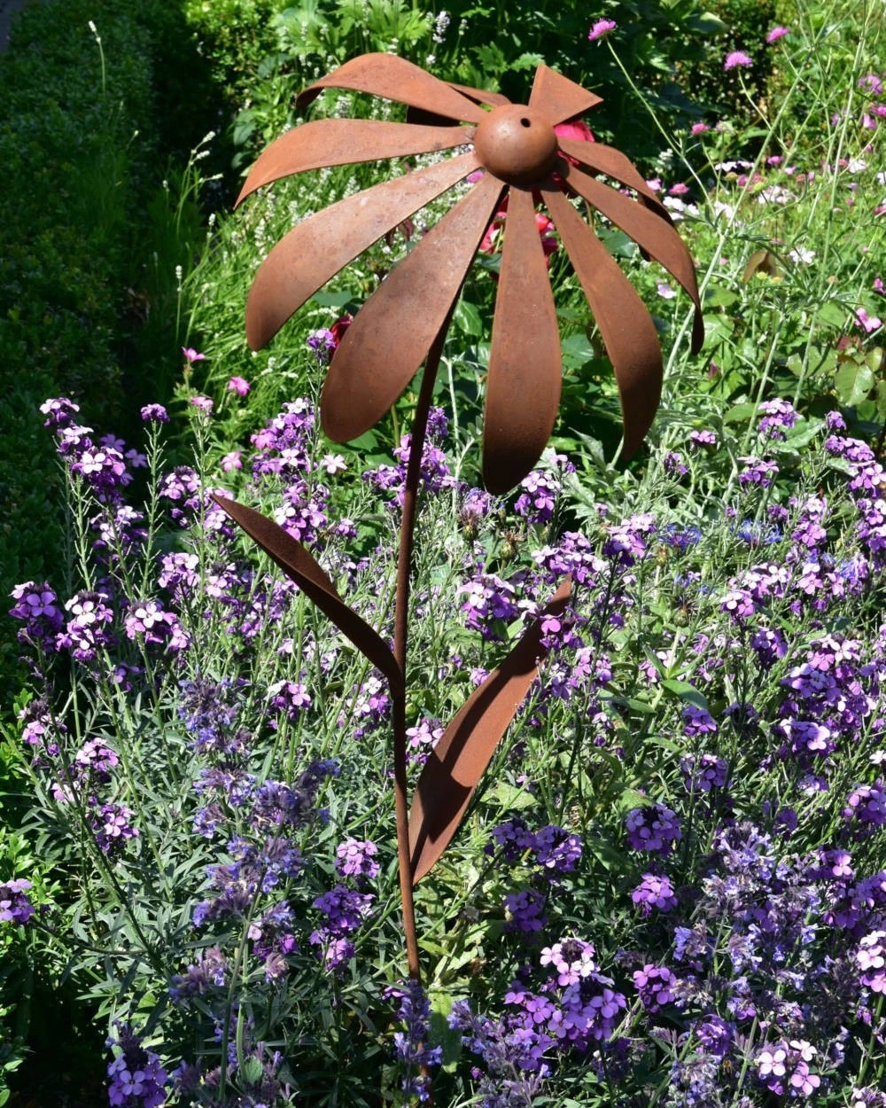 Echinacea Tuinsteker - Afbeelding 4