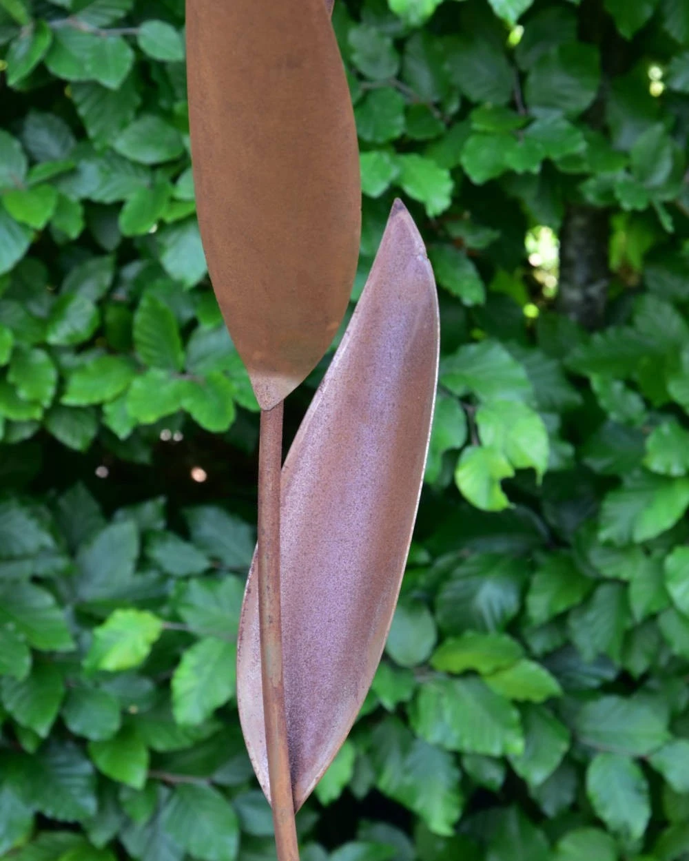 Echinacea Tuinsteker - Afbeelding 5