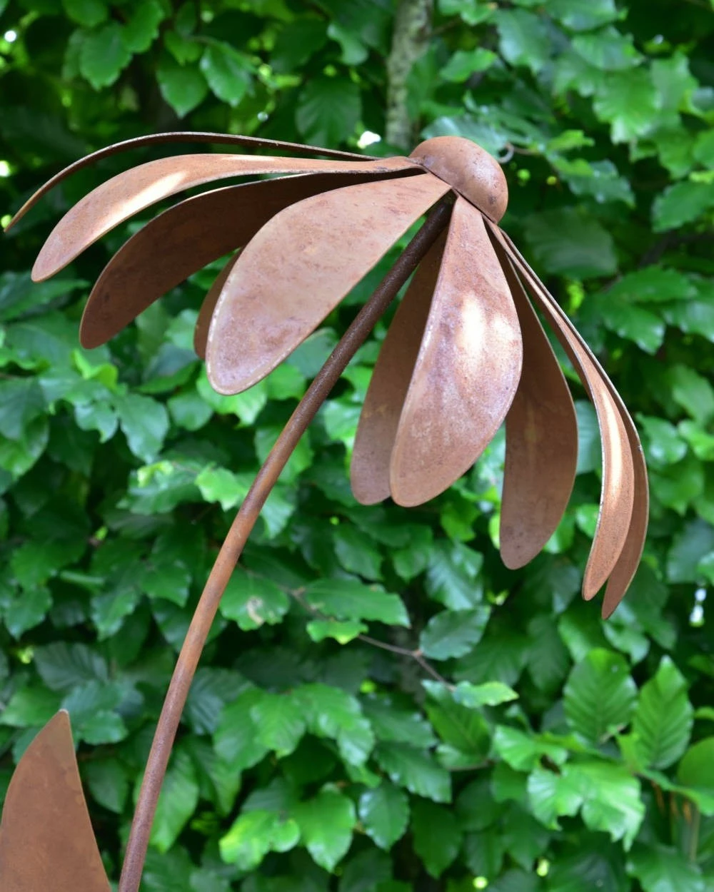 Echinacea Tuinsteker - Afbeelding 6