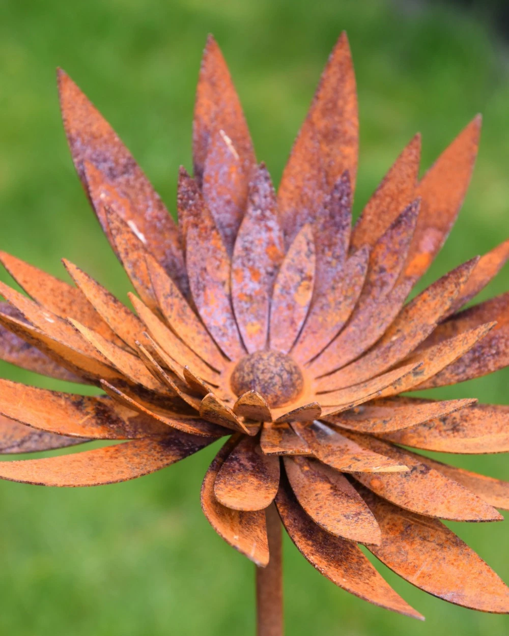 Ecoroest Tuinprikker Gevulde Chrysant - Afbeelding 6