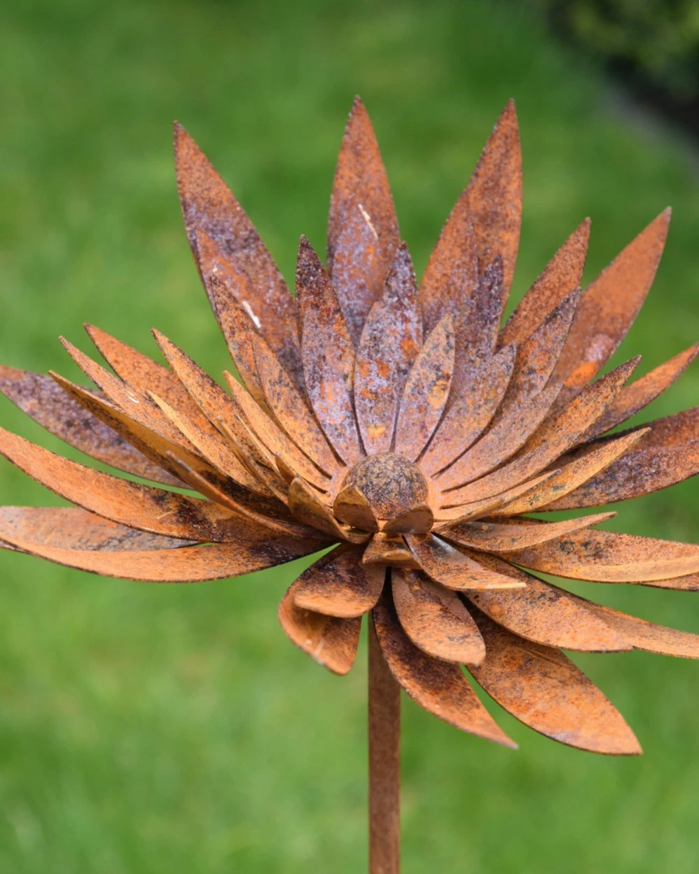 Ecoroest Tuinprikker Gevulde Chrysant - Afbeelding 8