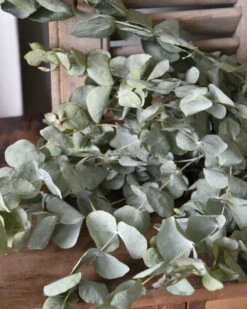 Gedroogde Eucalyptus Cinerea