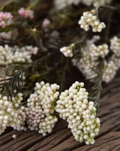 Gedroogde Rice Flower