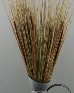 Grote Schoof Van Gras En Rietsigaren