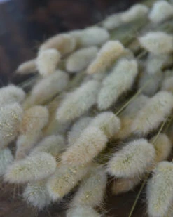 Lagurus Ovatus Graspluimen Droogbloemen
