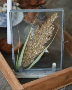 Lijstje Met Geperste Graspluim