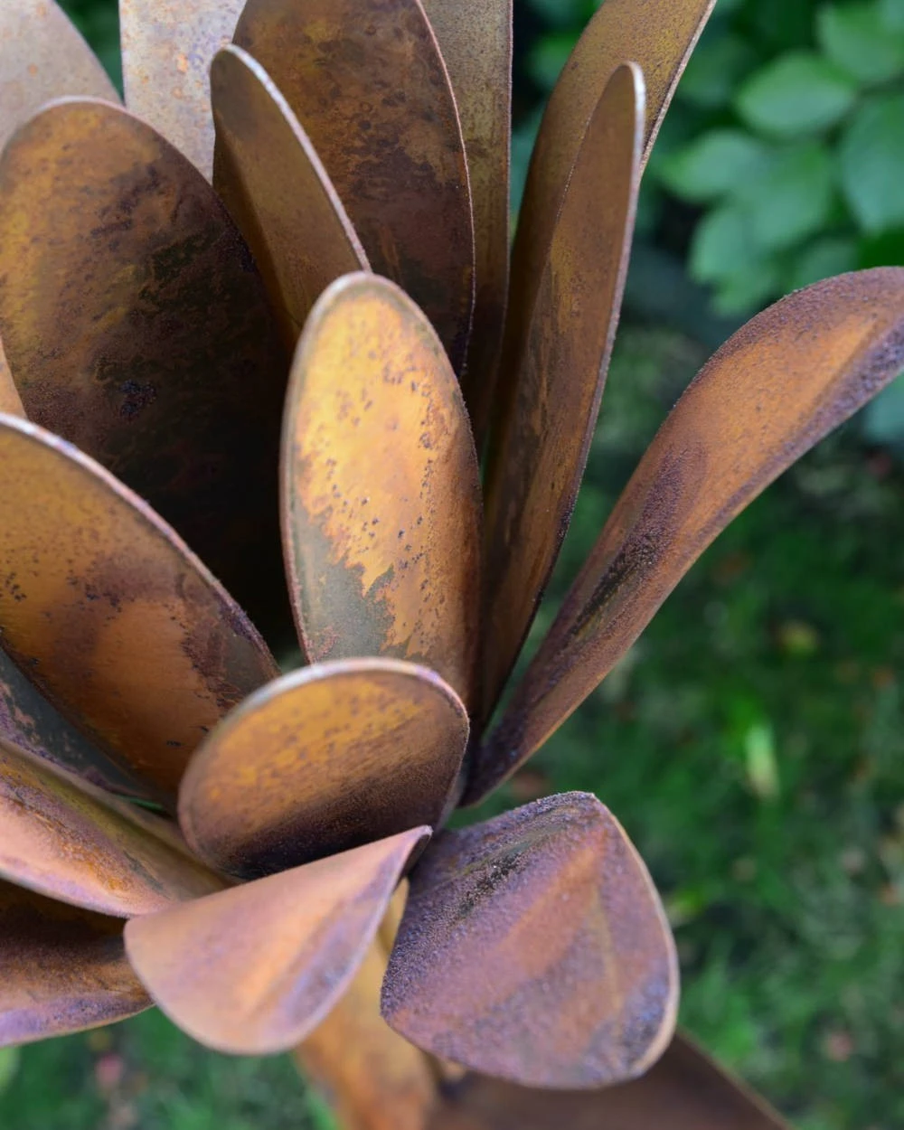 Roestbloem Als Tuinsteker - Afbeelding 3