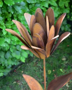 Roestbloem Als Tuinsteker