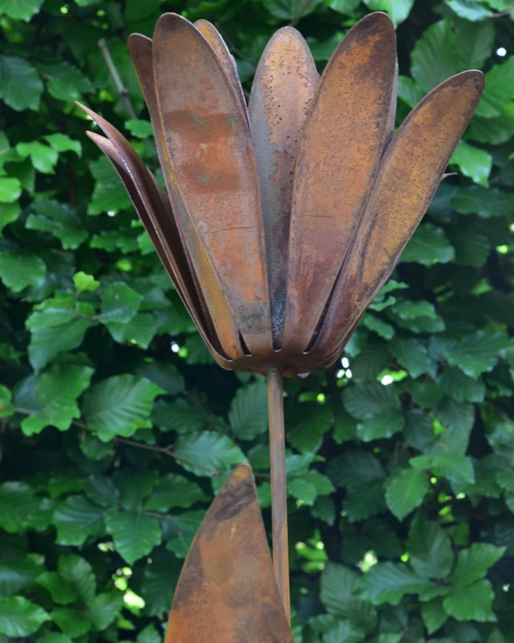 Roestbloem Als Tuinsteker - Afbeelding 6