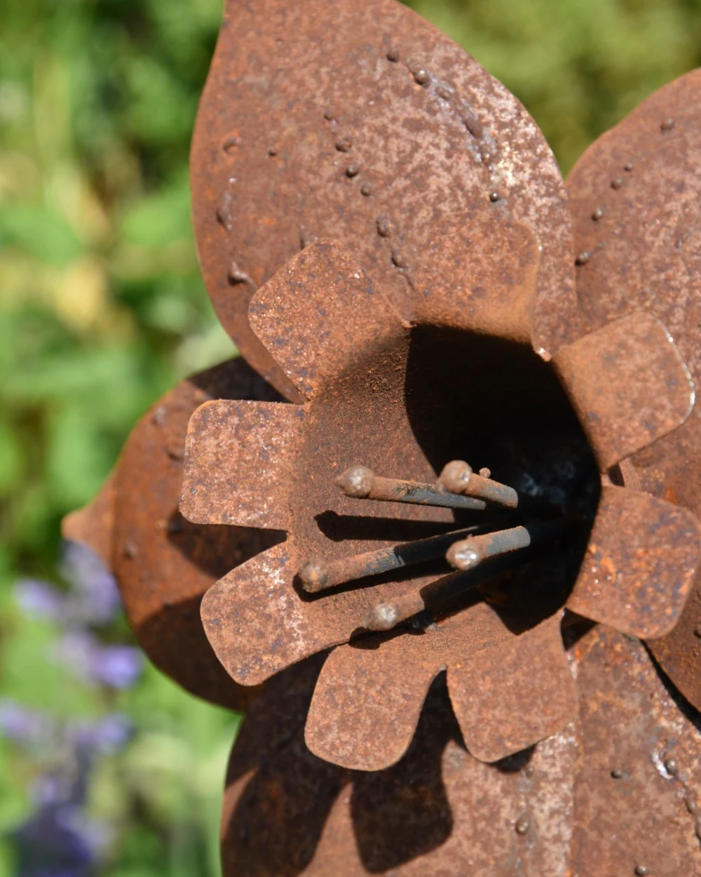 Roestbloem Tuinprikker Trompet Narcis - Afbeelding 3