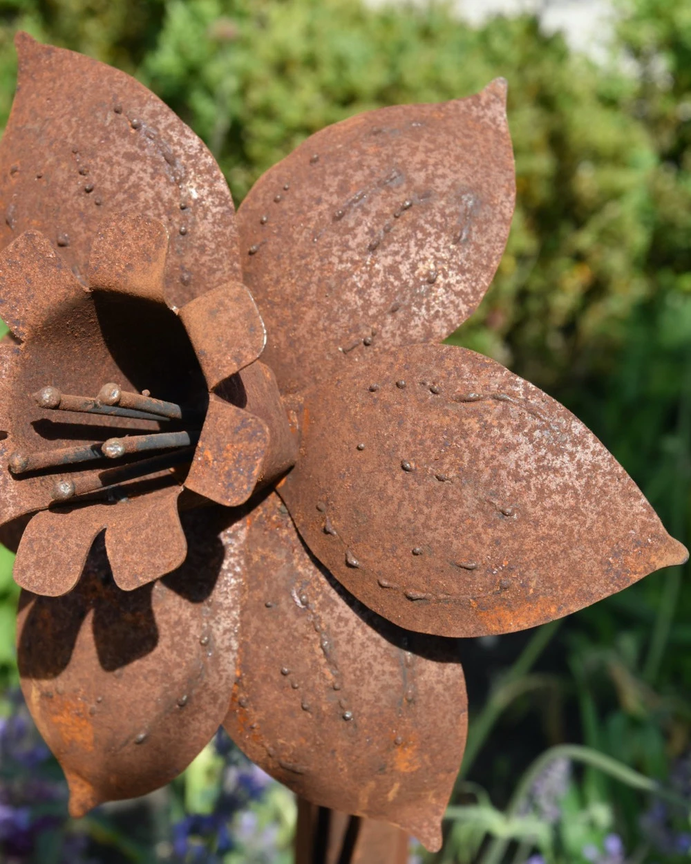 Roestbloem Tuinprikker Trompet Narcis - Afbeelding 5