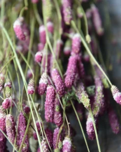 Warm Violet Gedroogde Sanquisorba, Pimpernel